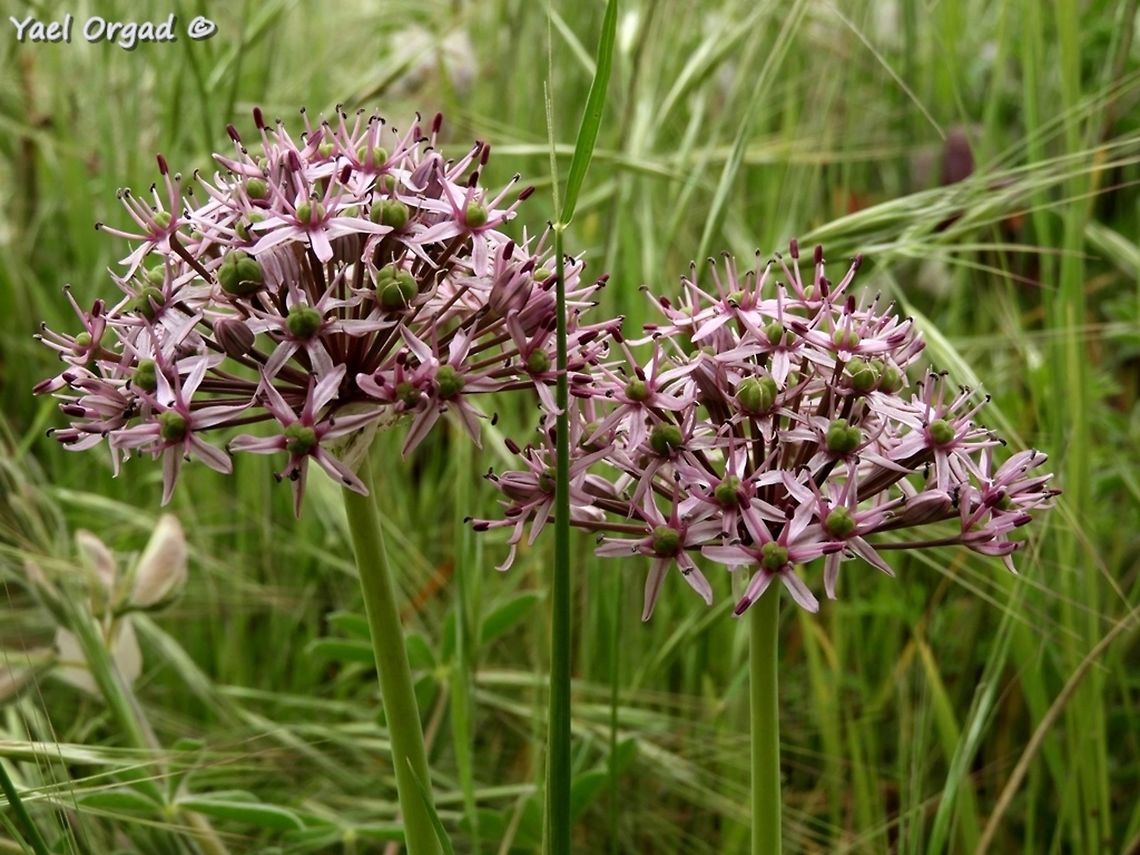 Tel-Aviv Allium named after the city of Tel-Aviv when she was only a town... <br />
sadly, today the only place you can find this Allium in Tel Aviv is in the Botanical Gardens. <br />
it still grows outside the city, though...  Allium tel-avivense,Geotagged,Israel,Winter