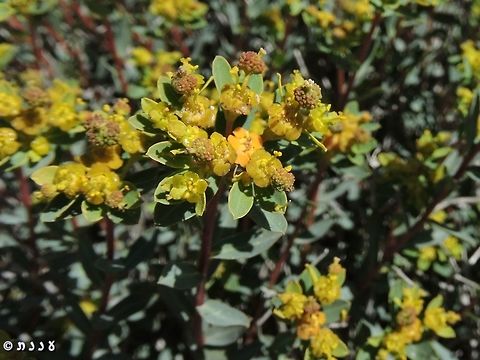 Euphorbia ramanensis close up on the flowers and fruit Euphorbia ramanensis,Geotagged,Israel,Ramon's Spurge,Winter
