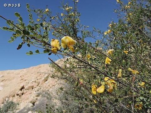 Colutea istria  Bladder-senna,Colutea istria,Geotagged,Israel,Winter