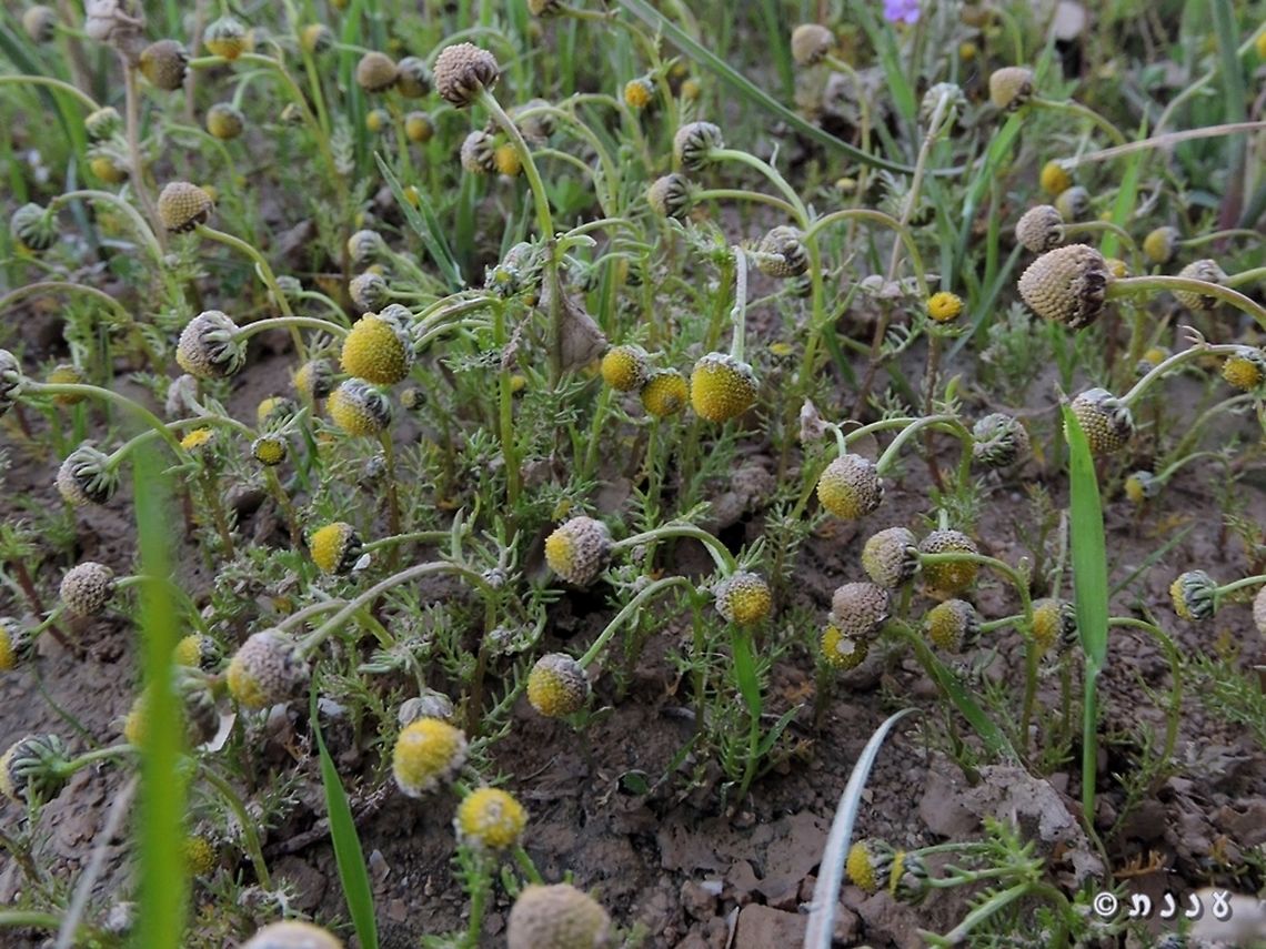 Desert Golden Chamomile Matricaria aurea is a small plant that makes good chamomile tea :-)  Golden Chamomile,Matricaria aurea