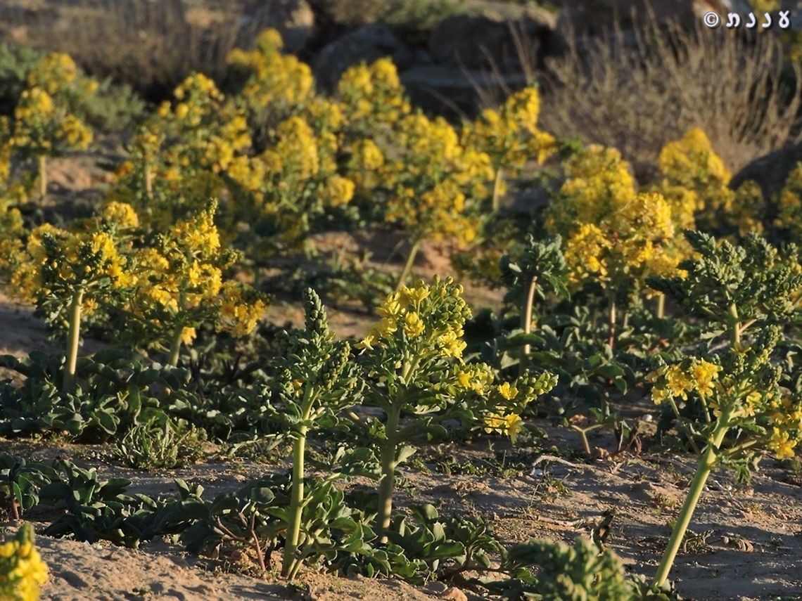 Leontice leontopetalum some years, when it rains, you can find big yellow patches of these.  Geotagged,Israel,Leontice leontopetalum,Winter