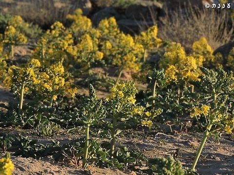 Leontice leontopetalum some years, when it rains, you can find big yellow patches of these.  Geotagged,Israel,Leontice leontopetalum,Winter