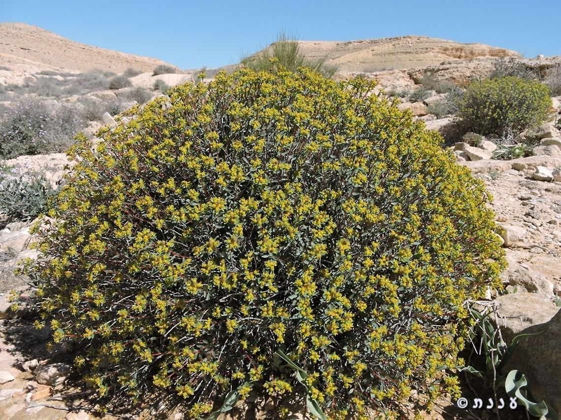 Euphorbia ramanensis a rare plant, known only from Israel&#039;s desert.  Euphorbia ramanensis,Geotagged,Israel,Ramon's Spurge,Winter