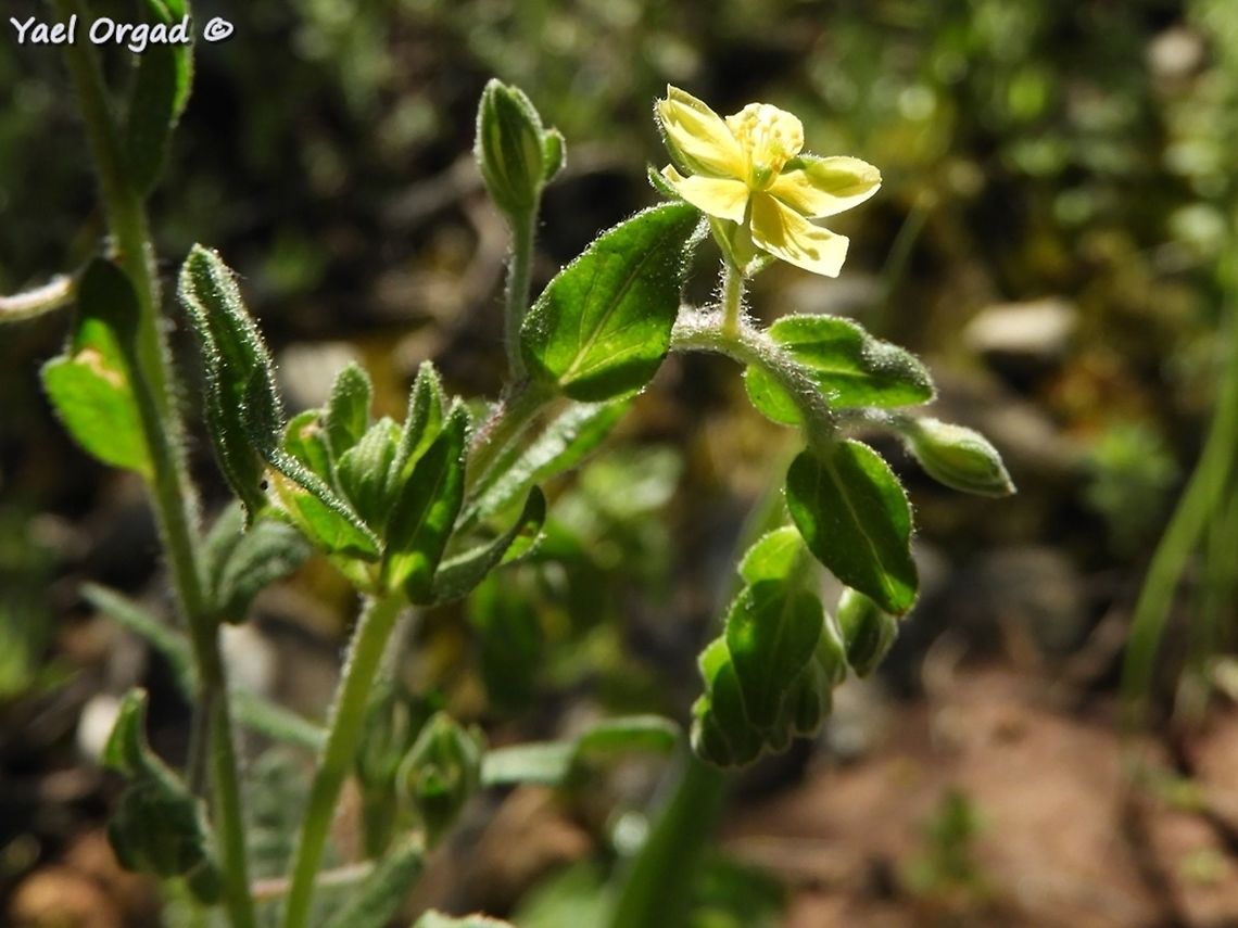 Helianthemum salicifolium small annual that blooms in the mornings Geotagged,Helianthemum salicifolium,Israel,Winter