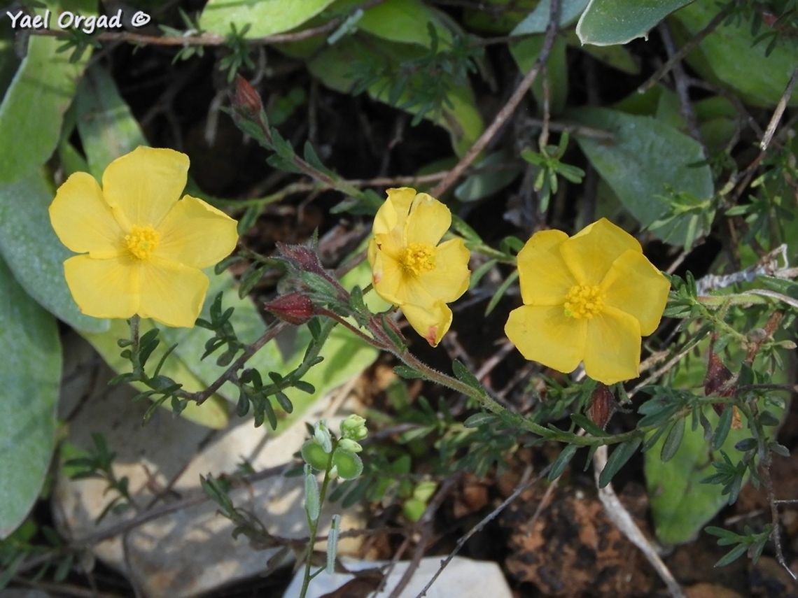 Fumana arabica  Fumana arabica,Geotagged,Israel,Winter