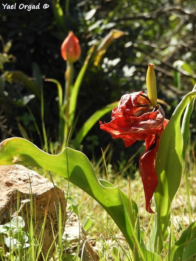 Old and New the older ones  Geotagged,Israel,Tulipa agenensis,Winter