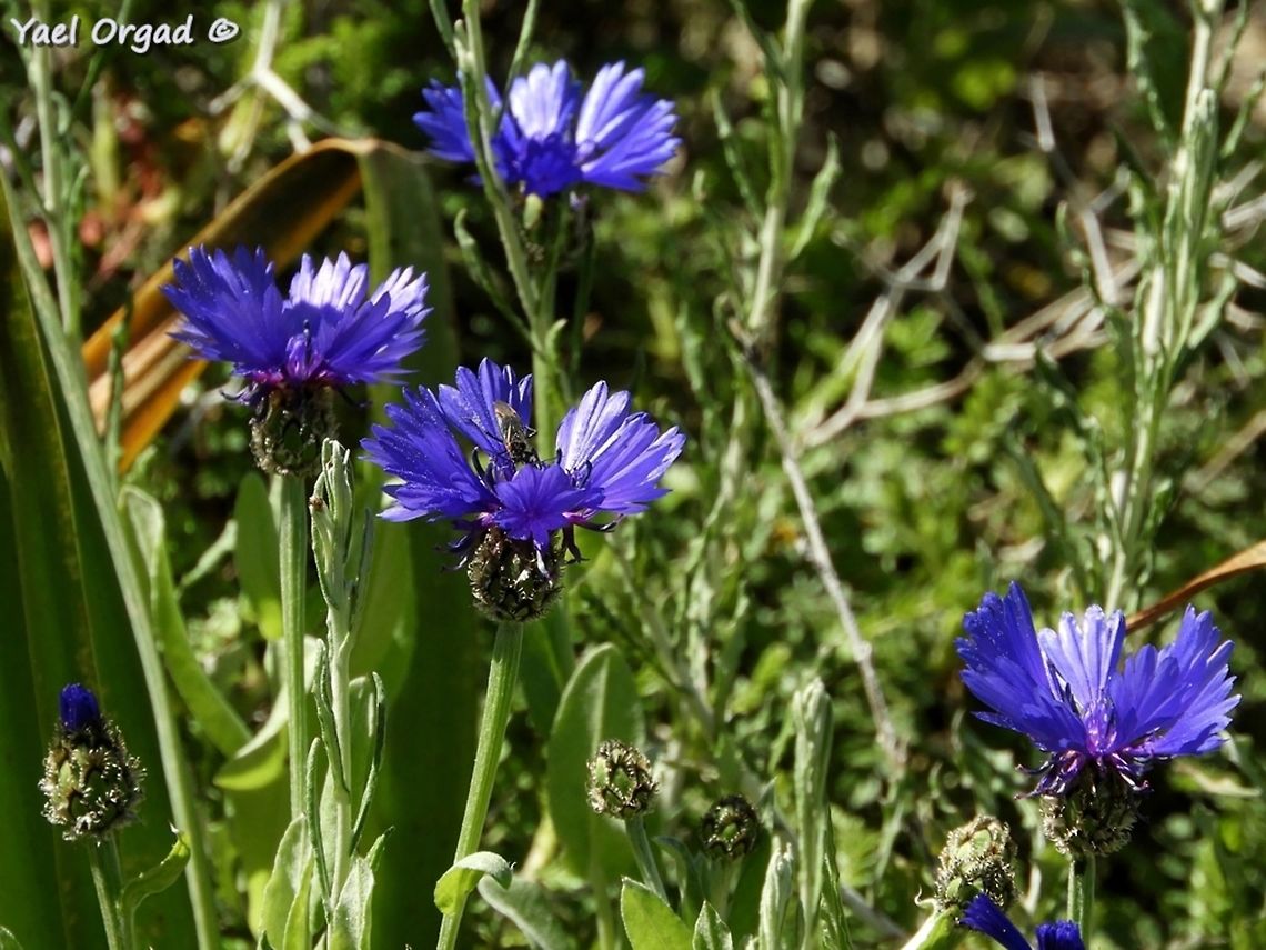 it's so blue! Centaurea cyanoides has a really beautiful blue color.  Centaurea cyanoides,Geotagged,Israel,Syrian Cornflower-thistle,Winter