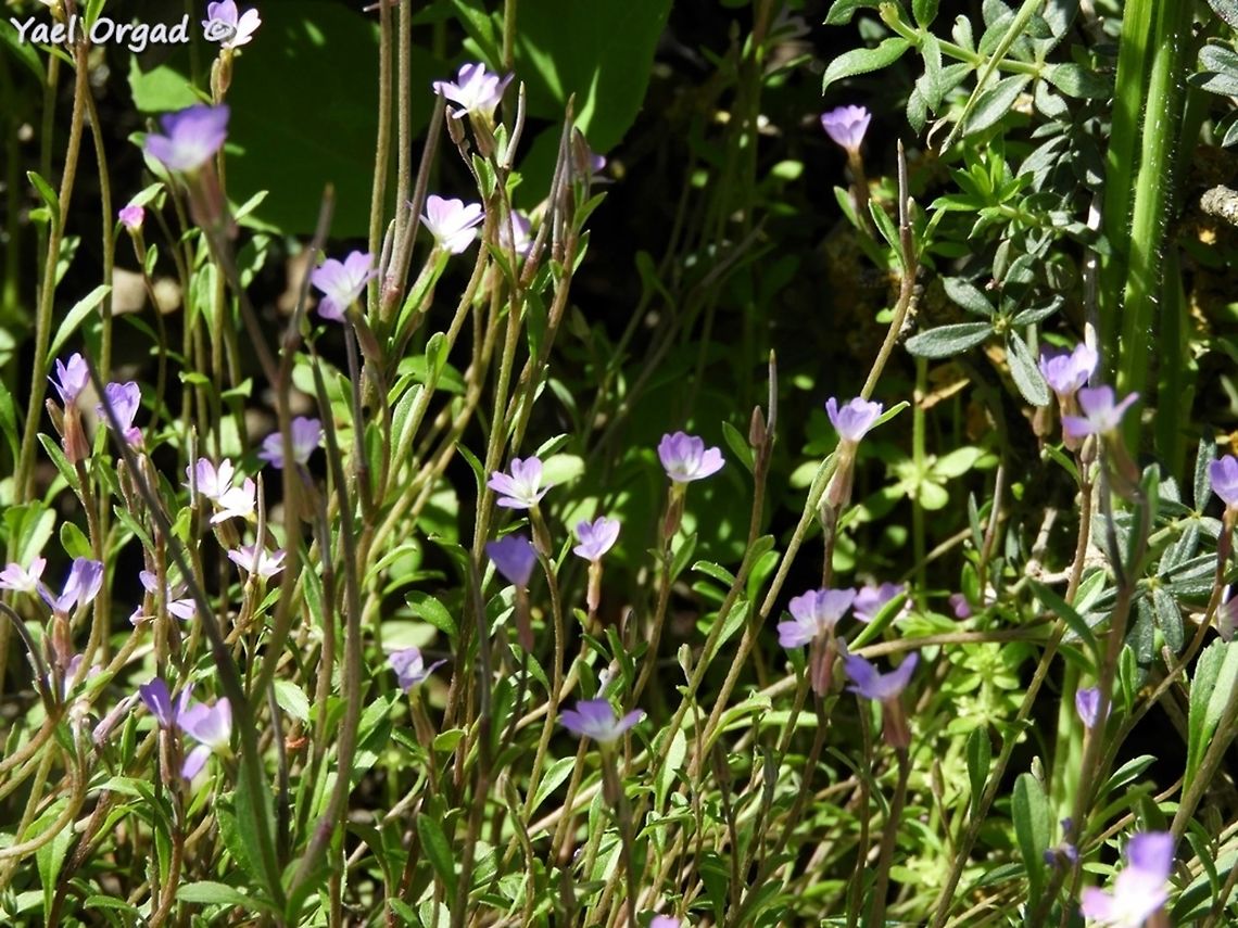 Malcolmia chia  Geotagged,Israel,Malcolmia chia,Winter