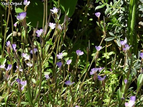 Malcolmia chia  Geotagged,Israel,Malcolmia chia,Winter