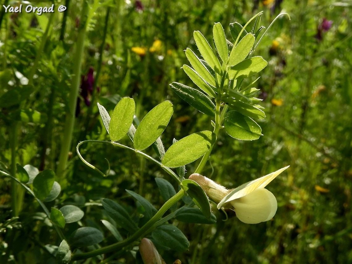 Hairy Yellow Vetch it's unclear to me, why did Linnaeus named it "hybrid Vetch"...  Geotagged,Hairy Yellow Vetch,Israel,Vicia hybrida,Winter