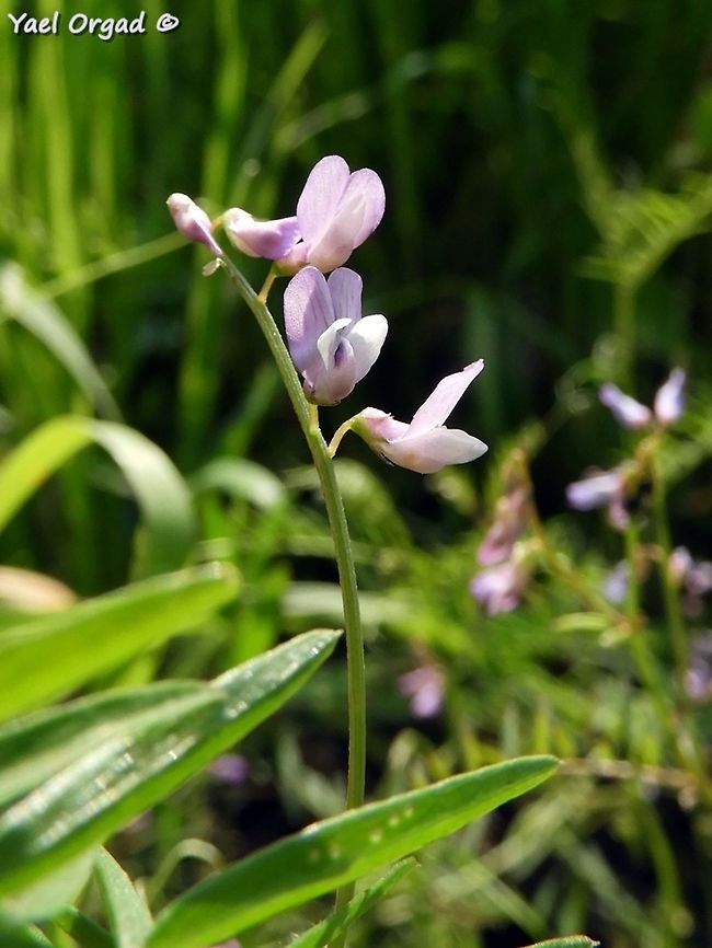 Vicia palaestina - close up flower is about 5 mm long Geotagged,Israel,Palestine Vetch,Vicia palaestina,Winter
