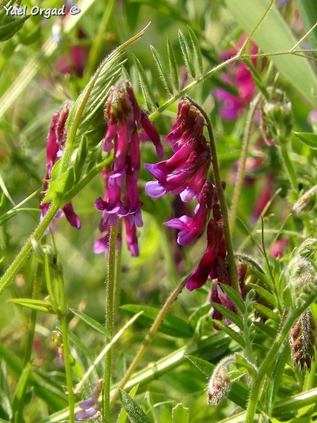 Hairy Vetch  Geotagged,Hairy vetch,Israel,Vicia villosa,Winter