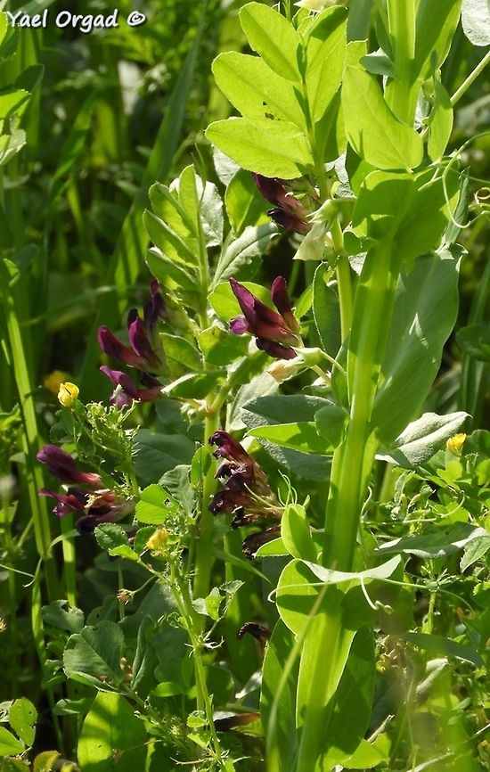 Vicia narbonensis  Geotagged,Israel,Purple Broad Vetch,Vicia narbonensis,Winter
