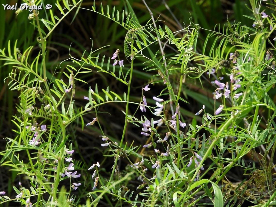 Vicia palaestina - overview  Geotagged,Israel,Palestine Vetch,Vicia palaestina,Winter