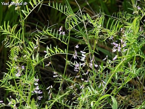 Vicia palaestina - overview  Geotagged,Israel,Palestine Vetch,Vicia palaestina,Winter