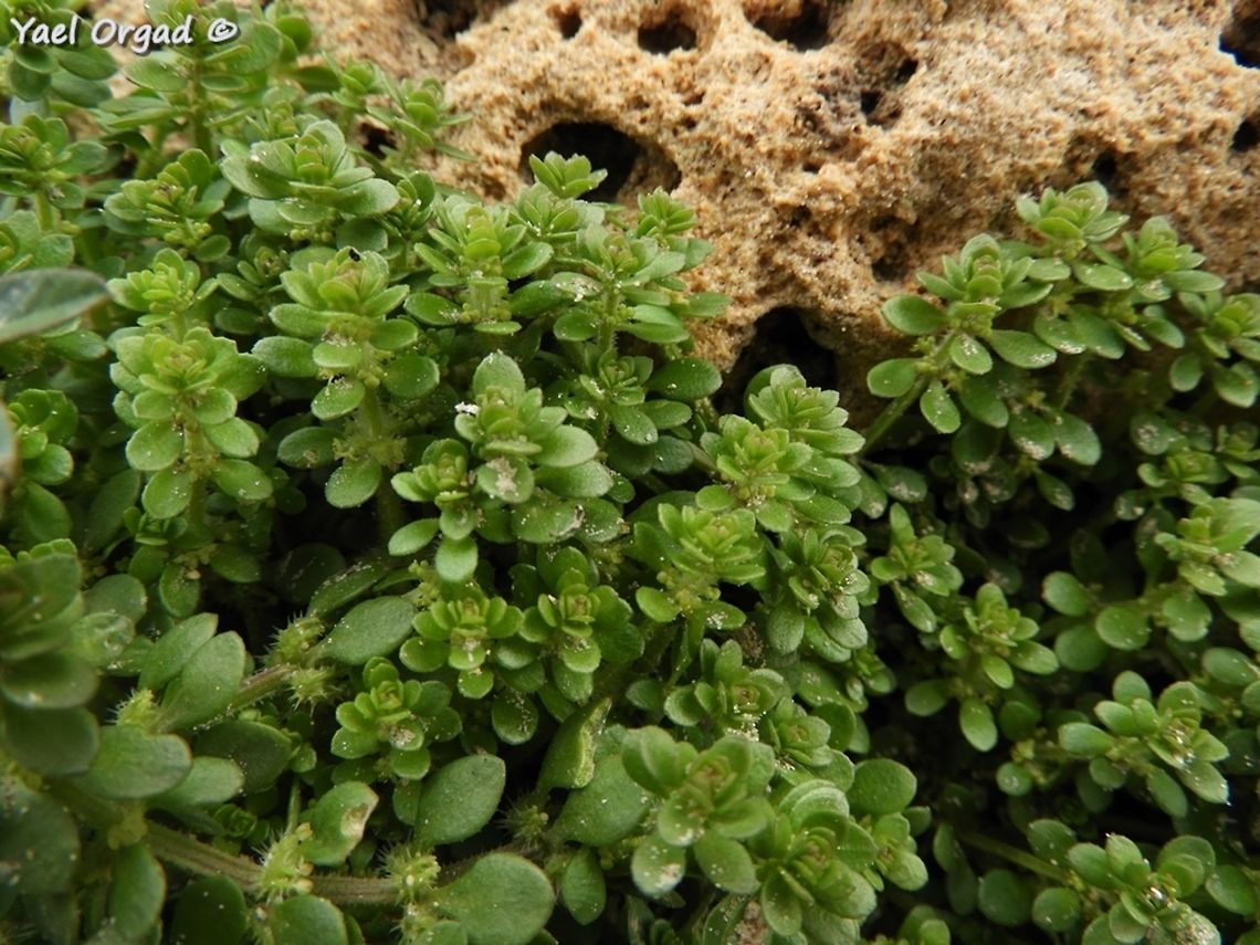 Valantia muralis  Geotagged,Israel,Valantia muralis,Winter