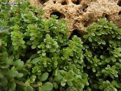 Valantia muralis  Geotagged,Israel,Valantia muralis,Winter