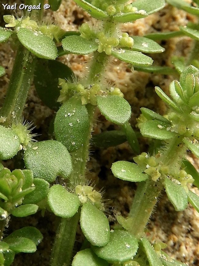 Valantia muralis extremely rare in Israel...  Geotagged,Israel,Valantia muralis,Winter