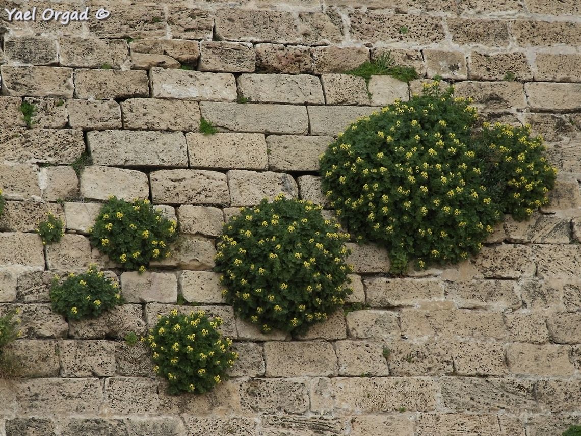 Caesarea's ancient walls have many Hyoscyamus aureus growing on them  Geotagged,Hyoscyamus aureus,Israel,Winter