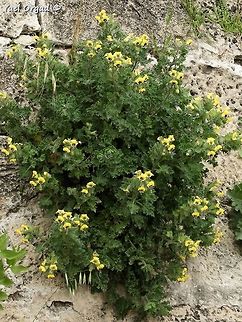 Hyoscyamus aureus growing in the walls Geotagged,Hyoscyamus aureus,Israel,Winter