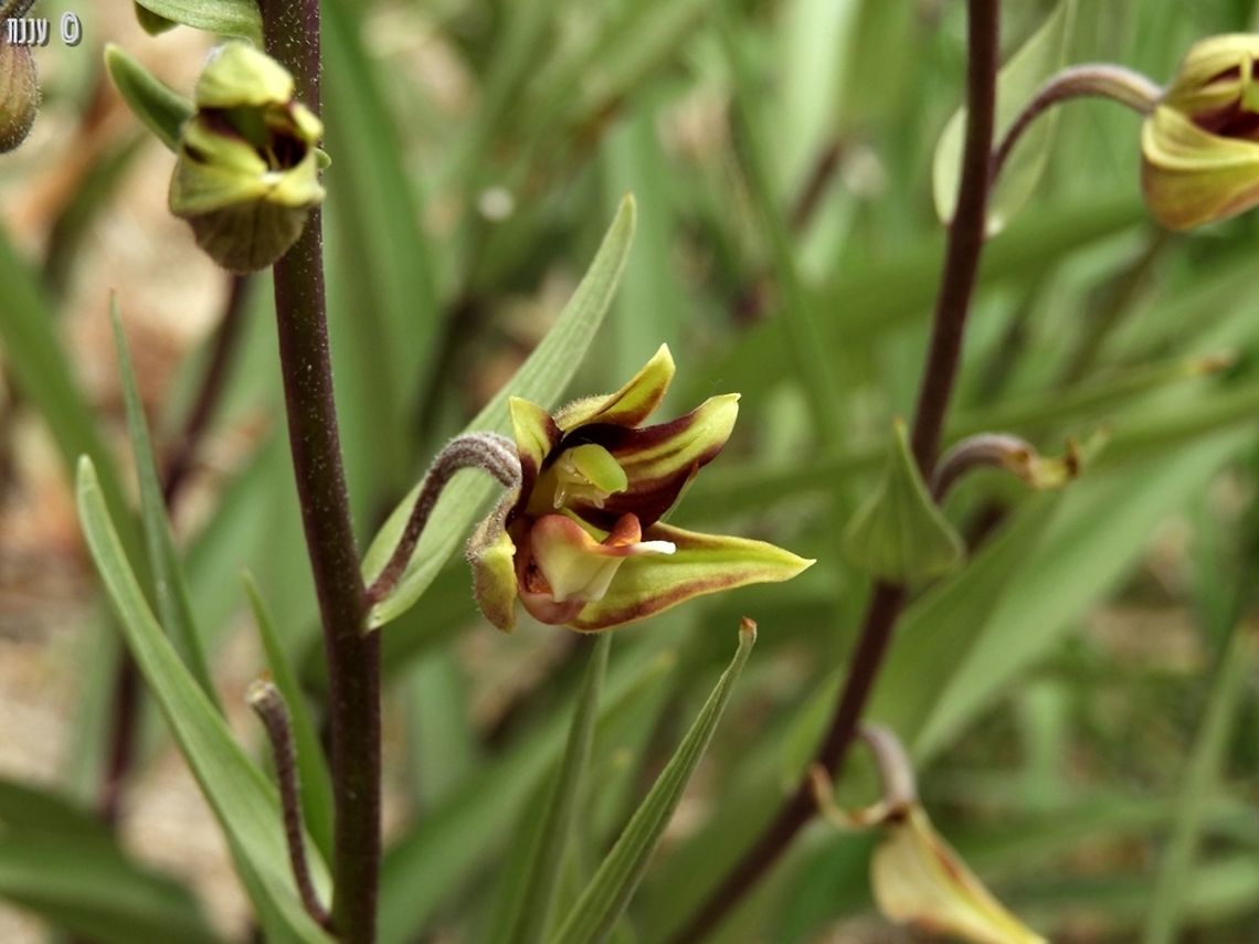 Epipactis veratrifolia I was fortunate to have the opportunity to visit this rare orchid in a closed reserve - C.A.J Kreutz, a world-renown Orchid Specialist from the Netherlands came to visit Israel, and a friend of mine coordinated with the nature and park authority so they will open the reserve for a few hours, so the honorable guest could see and photograph this orchid. my friend invited me and some other people to see the Epipactis, and I drove 150 KM each way to see it. (and on the way, some other wonderful flowers as well!)  - I had an amazing day!  Dead Sea,Epipactis veratrifolia,Geotagged,Israel,Winter