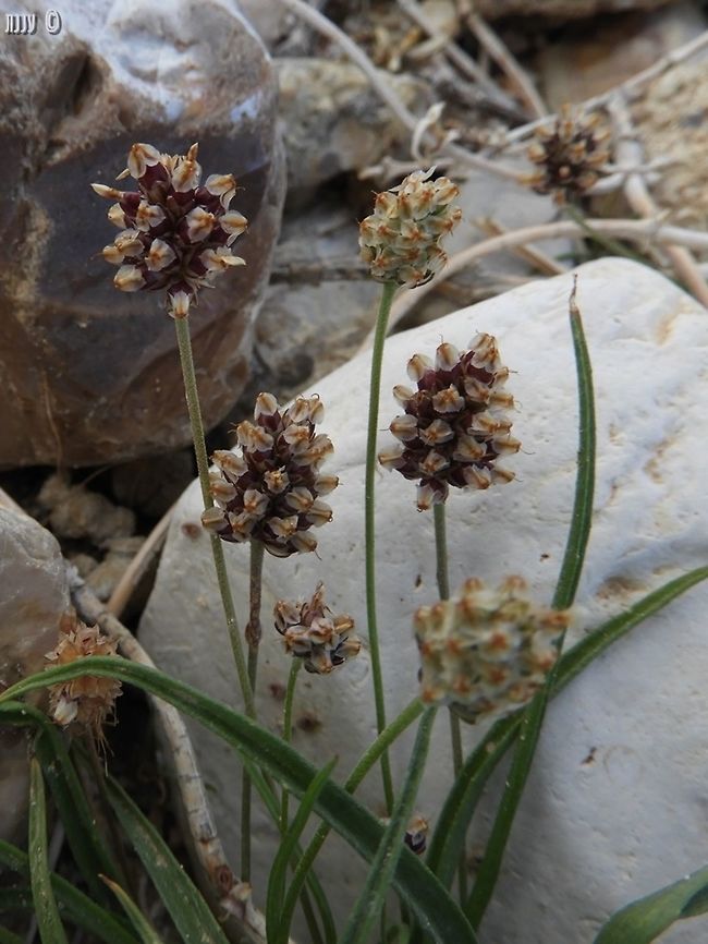 Plantago ovata  Dead Sea,Israel,Plantago ovata