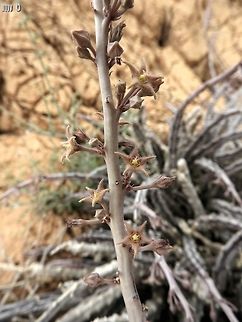 Caralluma sinaica rare succulent of the extreme desert Caralluma sinaica,Dead Sea,Desert,Israel