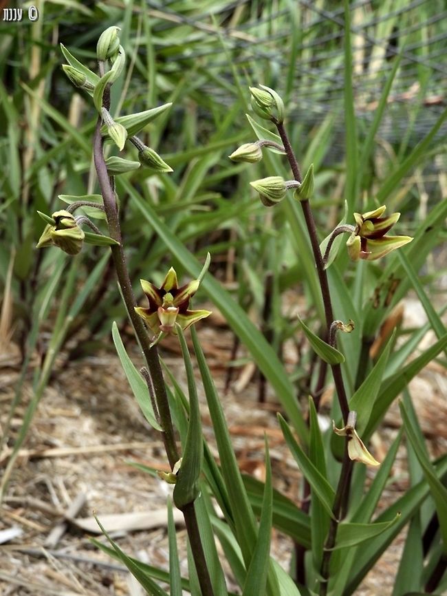 Epipactis veratrifolia in the reserve there is a problem of wild boars - they dig and eat the orchid&#039;s bulbs. in order to protect them, the nature and park authority placed cages over the areas where the orchids grow.  Dead Sea,Epipactis,Epipactis veratrifolia,Israel