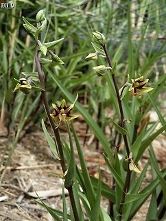 Epipactis veratrifolia in the reserve there is a problem of wild boars - they dig and eat the orchid's bulbs. in order to protect them, the nature and park authority placed cages over the areas where the orchids grow.  Dead Sea,Epipactis,Epipactis veratrifolia,Israel