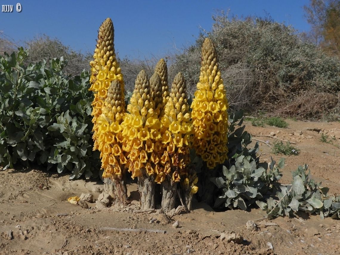 Cistanche tubulosa a really beautiful parasite: most desert flowers are small, because it takes a lot of energy to create flowers. but this one is a parasite, and it uses other plants&#039; energy - so it can produce really beautiful flowers.  Cistanche tubulosa,Dead Sea,Israel,desert