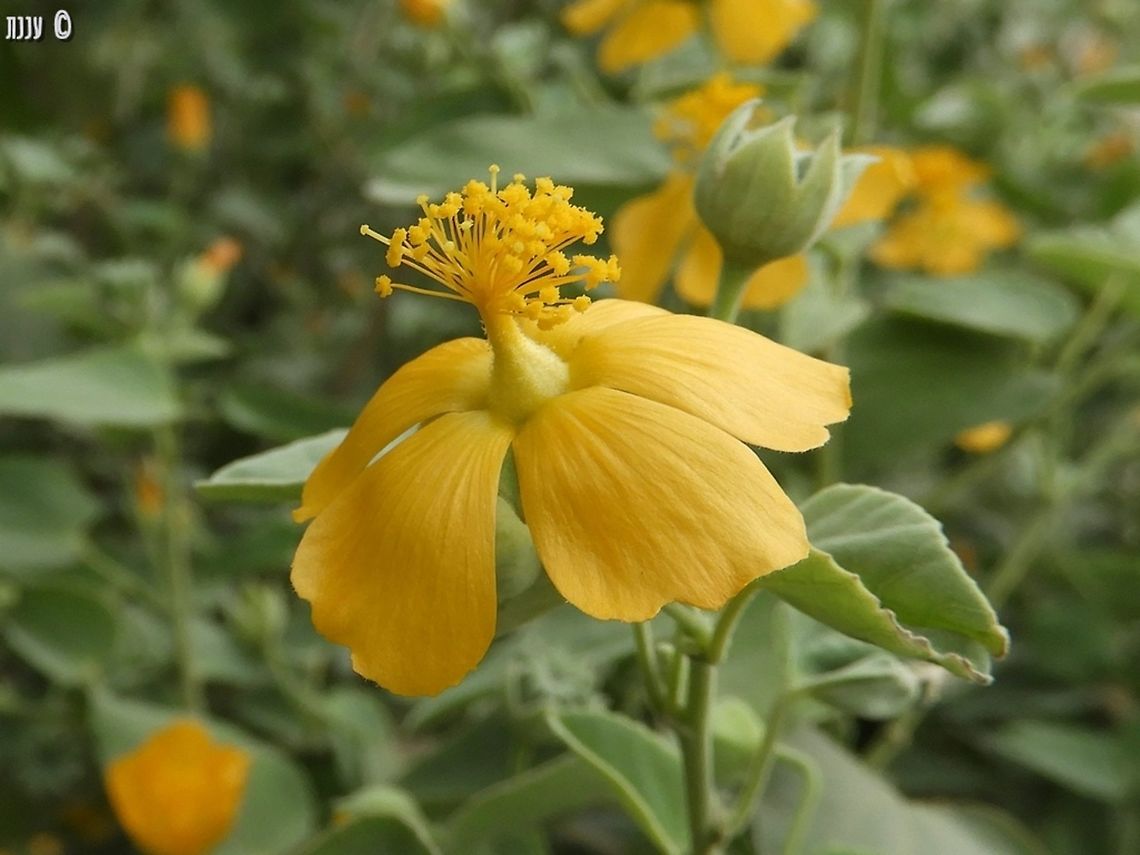 Abutilon fruticosum  Abutilon fruticosum,Geotagged,Winter