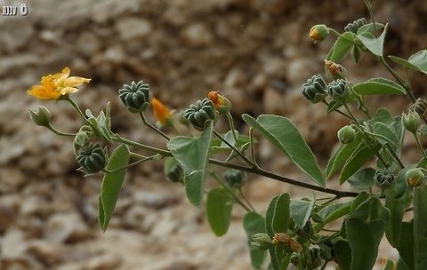 Abutilon fruticosum a beautiful desert shrub, the flowers open at noon Abutilon fruticosum