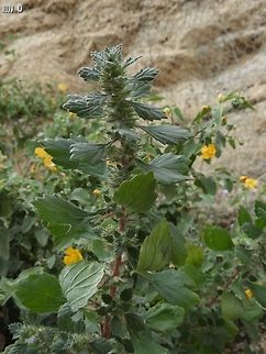 Forsskaolea tenacissima named after Peter Forssk&aring;l, who was an apostle of Carl Linnaeus - who formalised the binomial nomenclature, the modern system of naming organisms. Forsskaolea tenacissima,Geotagged,Winter