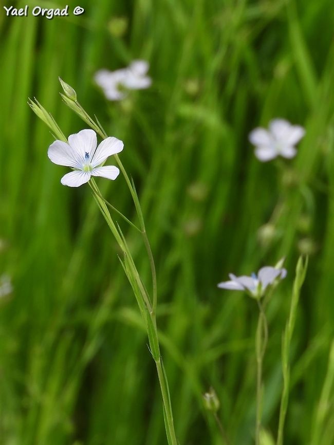 always delicate Linum bienne Geotagged,Israel,Linum bienne,Spring