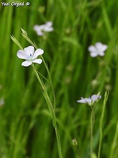 always delicate Linum bienne Geotagged,Israel,Linum bienne,Spring