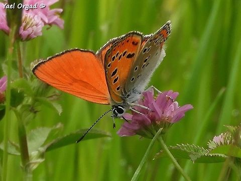 Lycaena thersamon on Trifolium resupinatum  Geotagged,Israel,Lesser Fiery Copper,Lycaena thersamon,Spring