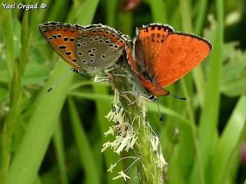 Lycaena thersamon  Geotagged,Israel,Lesser Fiery Copper,Lycaena thersamon,Spring