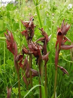 Serapias levantina I saw thousands of them today...  Geotagged,Israel,Serapias levantina,Spring
