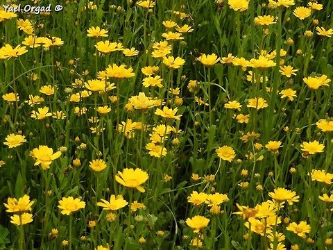 Coleostephus myconis  Coleostephus myconis,Corn marigold,Geotagged,Israel,Spring