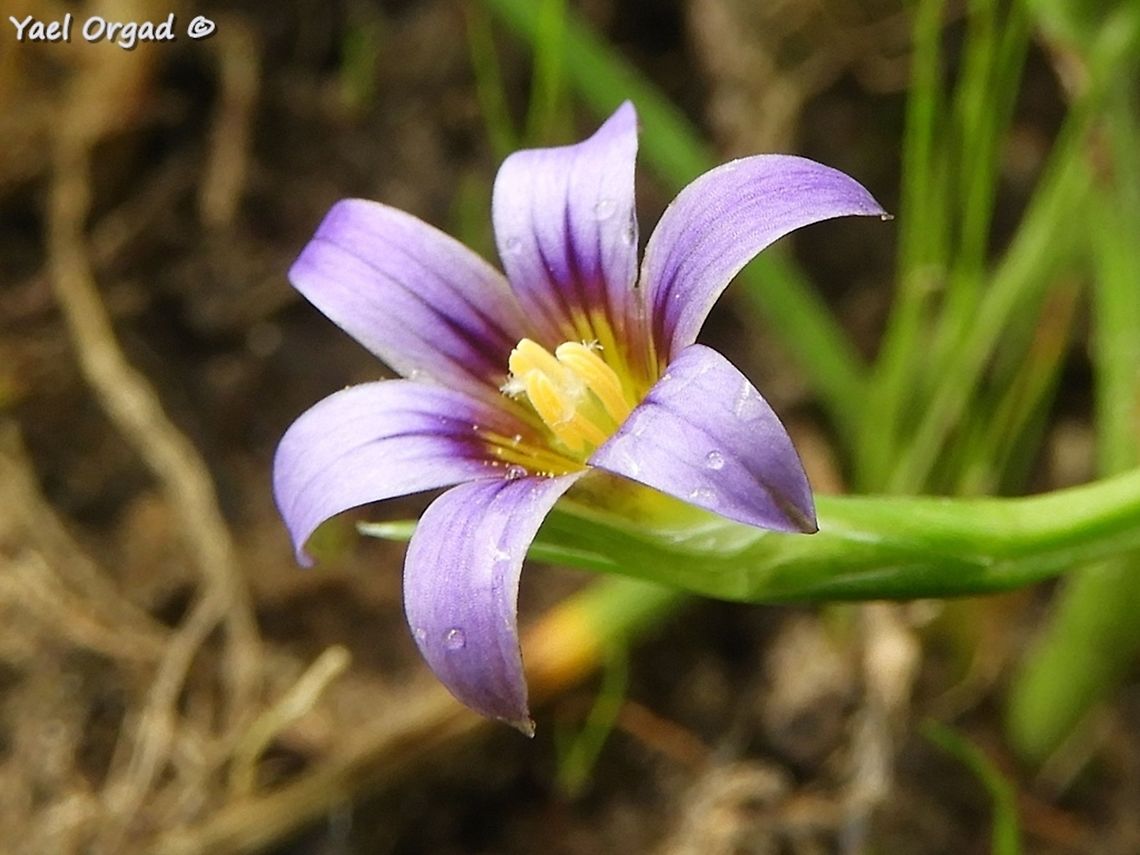 Romulea columnae I love this small flower :-)  Dark veined Romulea,Geotagged,Israel,Romulea columnae,Spring