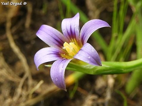 Romulea columnae I love this small flower :-)  Dark veined Romulea,Geotagged,Israel,Romulea columnae,Spring