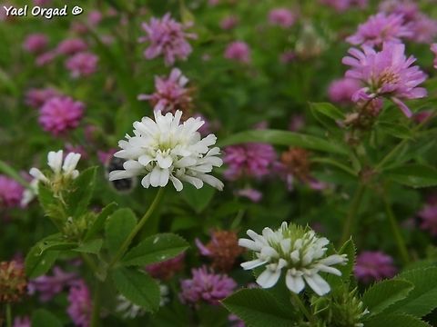 Albino Trifolium resupinatum  Geotagged,Israel,Spring,Trifolium resupinatum