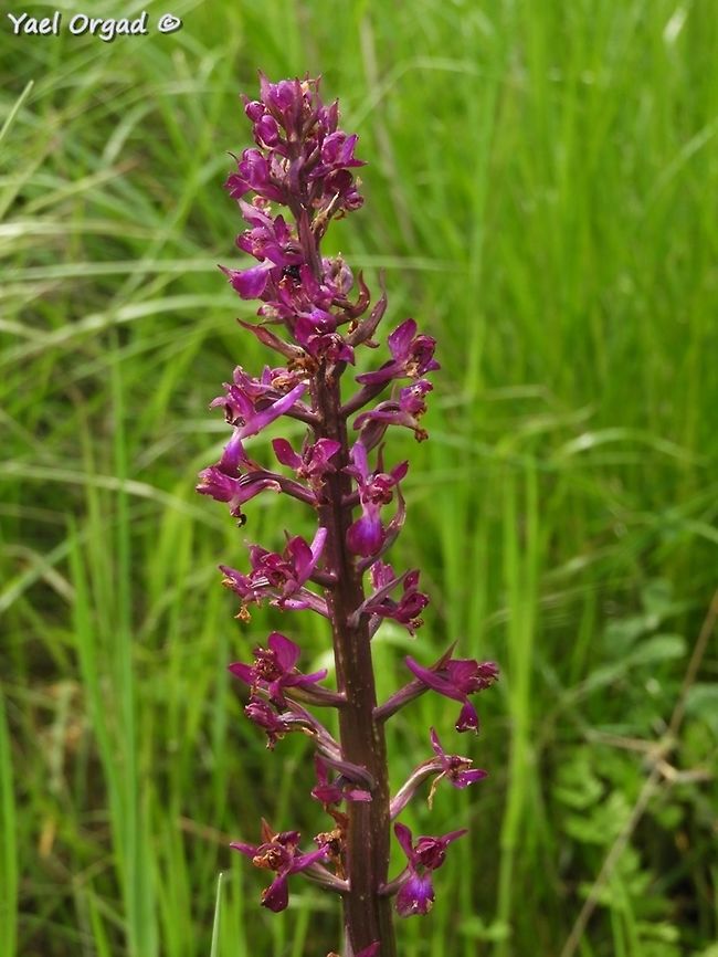 Orchis laxiflora - swamp orchid today I counted 85 flowers! Anacamptis laxiflora,Geotagged,Israel,Spring