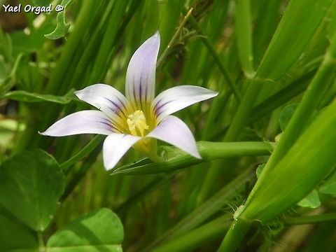 Romulea columnae  Dark veined Romulea,Geotagged,Israel,Romulea columnae,Spring