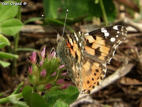 one of many... in the past few days there is a migration of Painted Lady butterflies all over Israel. no matter where you are, they are flying over. less in the middle of the city, but even there you can see them. in the Binyamina reserve today we saw thousands of them! Geotagged,Israel,Painted Lady,Spring,Vanessa cardui
