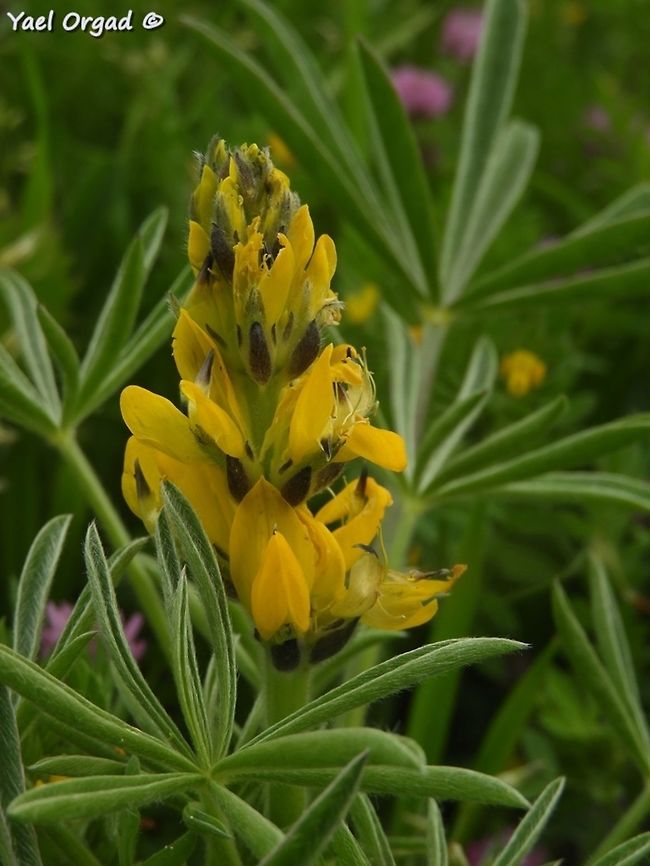 Yellow Lupine  Annual Yellow-lupin,Geotagged,Israel,Lupinus luteus,Spring