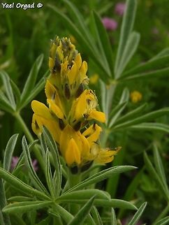 Yellow Lupine  Annual Yellow-lupin,Geotagged,Israel,Lupinus luteus,Spring