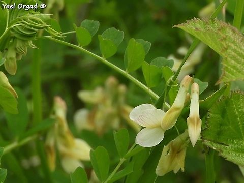 Vicia galeata  Geotagged,Helmeted Vetch,Israel,Spring,Vicia galeata