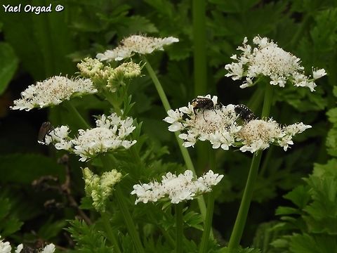Oenanthe prolifera attracting beetles  Geotagged,Israel,Oenanthe prolifera,Spring