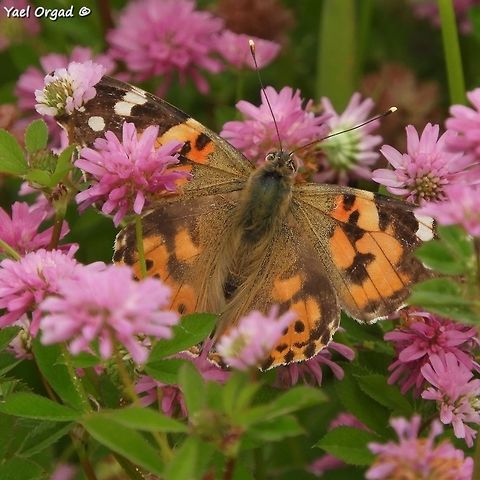 butterfly migration we've seen thousands of butterflies flying over us, some stopped to feed on the many clovers in the area.  Geotagged,Israel,Painted Lady,Spring,Vanessa cardui